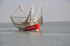 Fischkutter_II