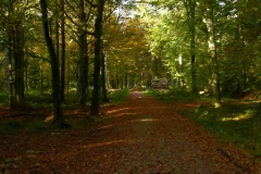 Hager_Wald0001